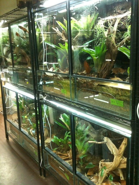 24"L x 24"D x 36"T Glass Reptile Terrarium