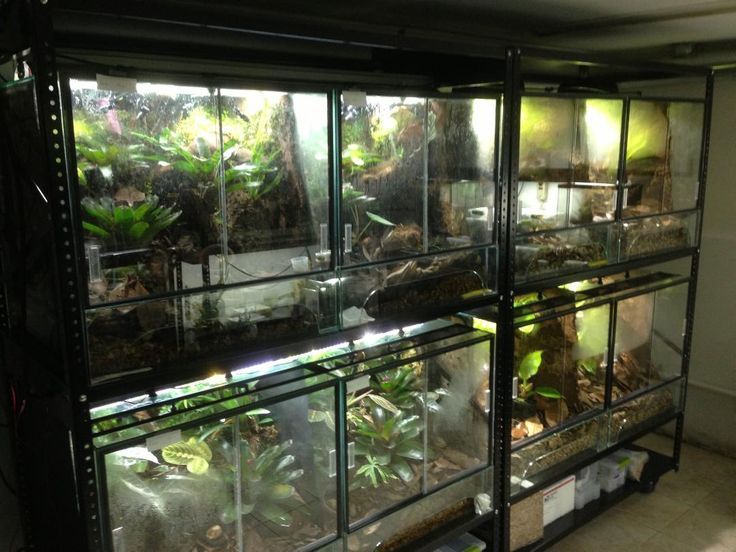 reptile terrarium plants 24"L x 24"D x 24"T Cube Reptile Terrarium