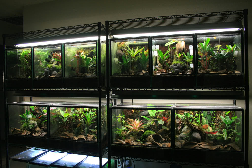 Feeding and watering your snake